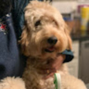 Meet your Posher, Susan preethy